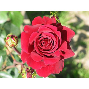 Саженцы Роза Бранденбург(чайно-гибридная)