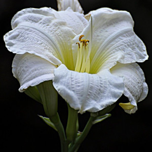 Саженцы Лилейник Джентл Шеферд